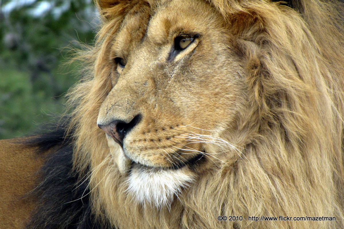 When the Lion Roars: How to Overcome Temptation