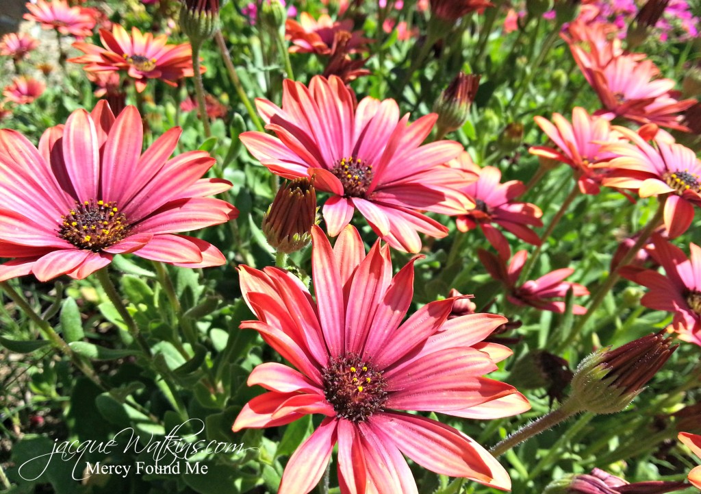 Daisies in the Sun c Mended Know God Loves You