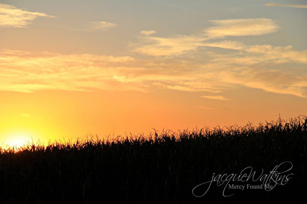 The Nostalgia of Home Sunset Over Corn Field