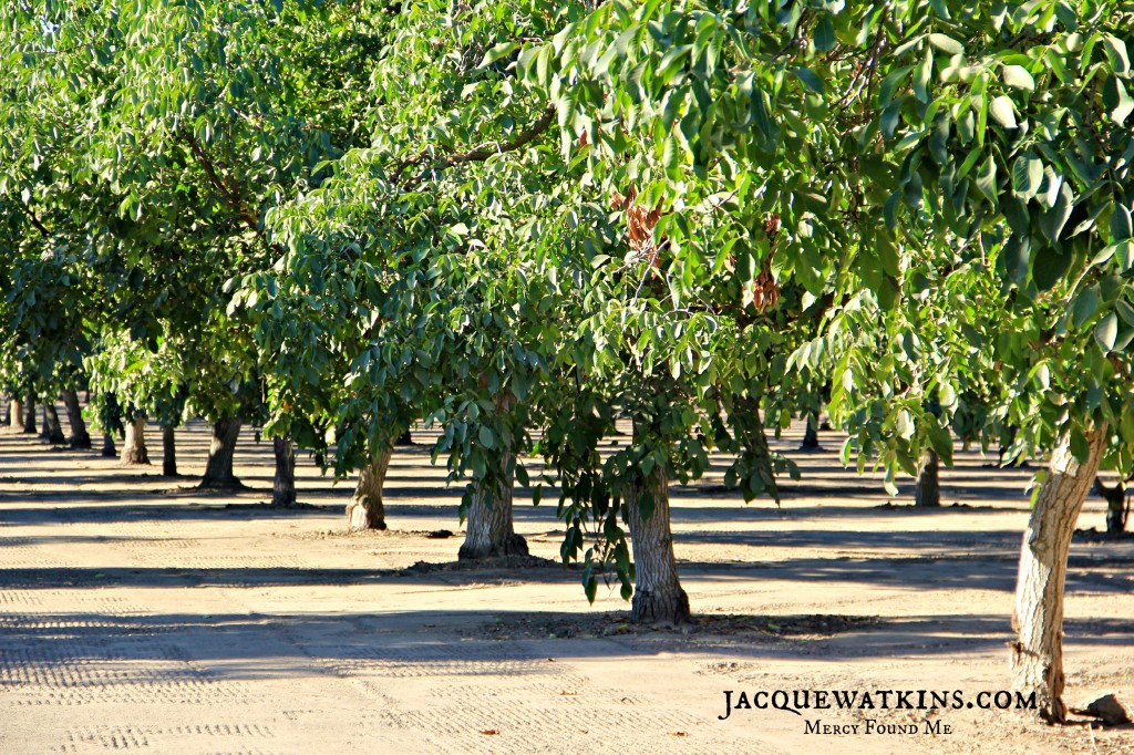 Walnut Orchard