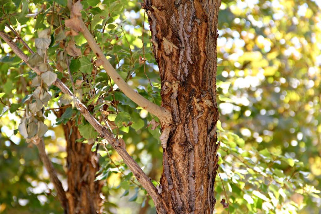 Poplar Trees and Ants