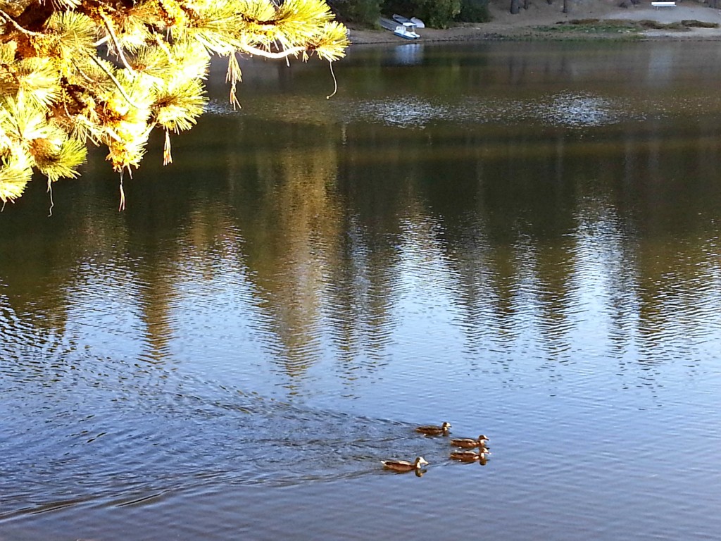 Ducks on lake