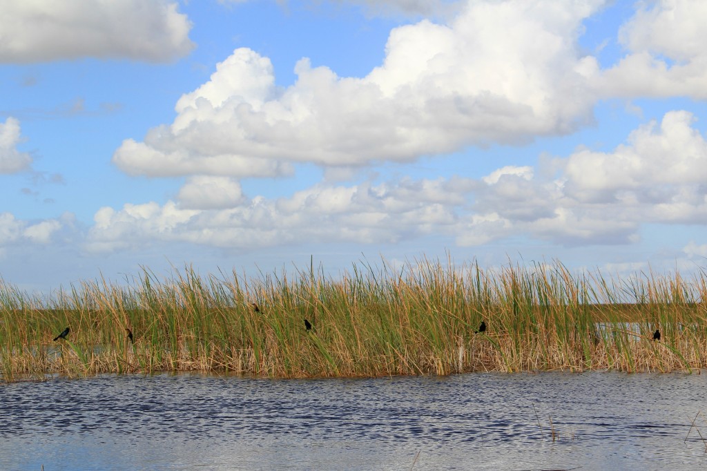 Florida Everglades