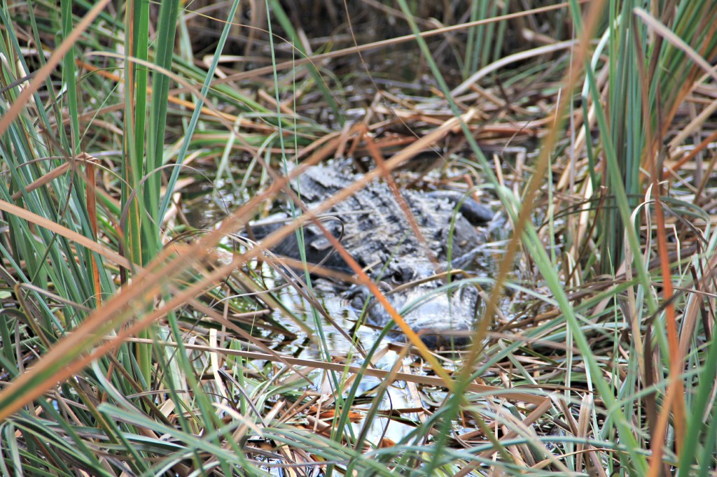 Florida Everglades Alligator