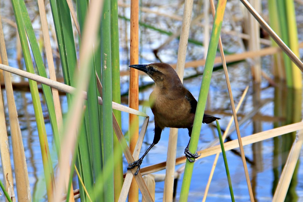 bird IMG_0882b