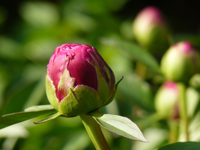 Peony bud bloom new dream