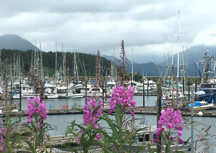 Sitka Alaska harbor fireweed